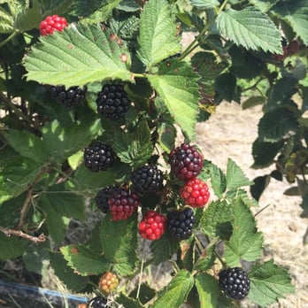 Sledd's U Pick - Pick Your Own Farms Near Me - Mims, Florida Sledd's U Pick - Pick Your Own Farms Near Me - Mims, Florida