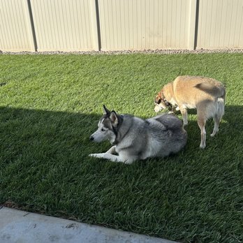 Quality Turf Sod Farm - two dogs laying on the grass - Landscaping Near Me - San Jacinto, California Quality Turf Sod Farm - two dogs laying on the grass - Landscaping Near Me - San Jacinto, California