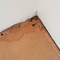 Rapid Mold Removal - Mold/not mold? I still don't know. Sure hope not- the flooring went in today.