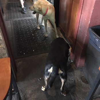 Underdogs Pub - Running around behind the bar - Pubs Near Me - Houston, Texas