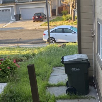 Maximum Lawn & Tree Services - Before - Tree Services Near Me - Sacramento, California