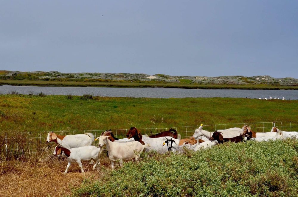 Goats-4-Rent - veterans service organization in Prunedale, CA