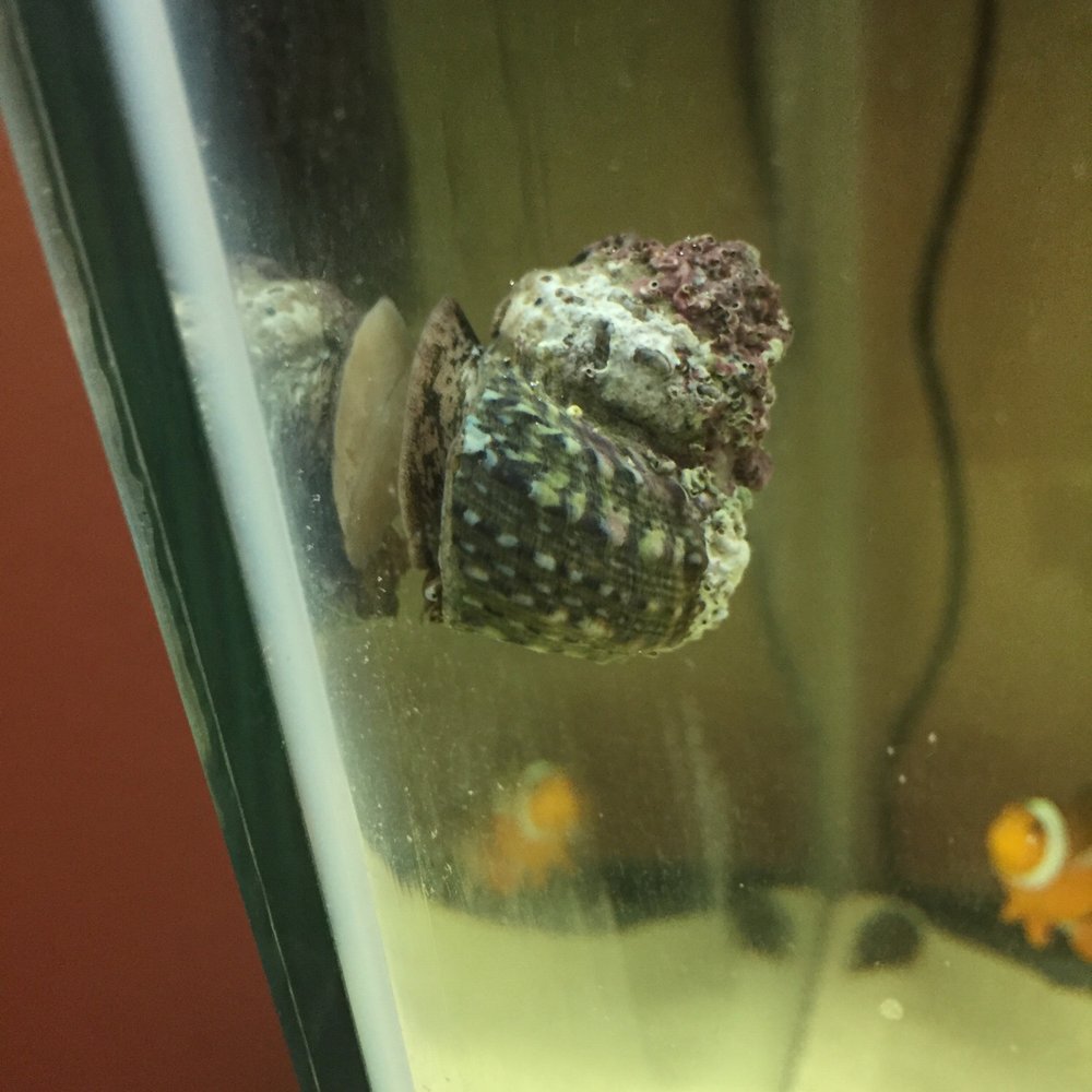Vallejo Aquarium - Turbo snail purchased from Vallejo Aquarium doing what it does best - Pet Stores Near Me - Vallejo, California Vallejo Aquarium - Turbo snail purchased from Vallejo Aquarium doing what it does best - Pet Stores Near Me - Vallejo, California