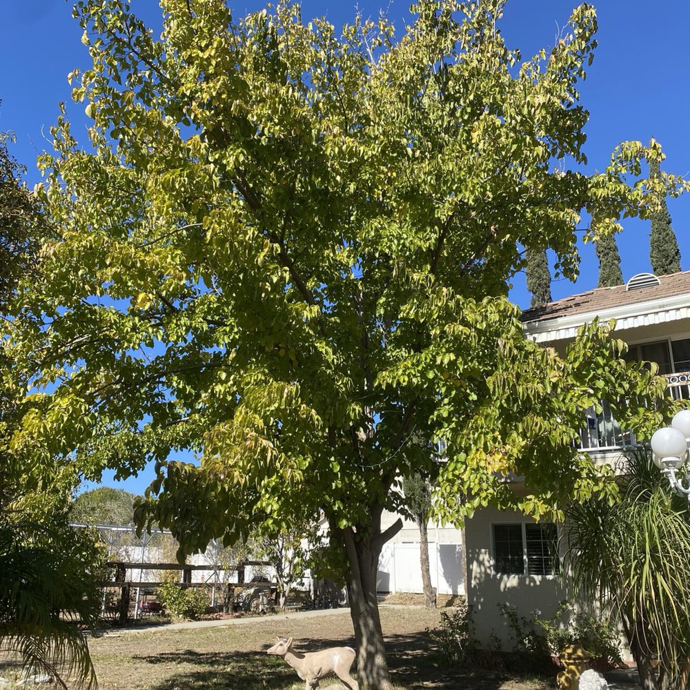 Pakistani Mulberry Tree
