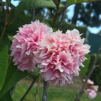 Garden Grove Park - Found this cherry blossom flower :) isn't this pretty ??? - Dog Parks Near Me - Garden Grove, California
