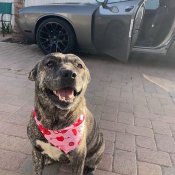 Woof Wash Waggin - Pet Groomers Near Me Woof Wash Waggin - Pet Groomers Near Me