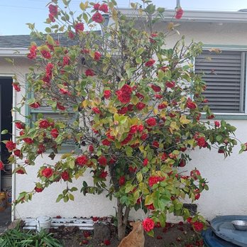JMV Tree Service - Before Rose tree trimmed - Tree Services Near Me - Hayward, California