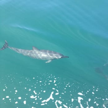 Capt Andy's - Dolphins - Boat Tours Near Me - Ele'ele, Hawaii Capt Andy's - Dolphins - Boat Tours Near Me - Ele'ele, Hawaii