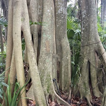 Harry P Leu Gardens - Banyan tree - Venues & Event Spaces Near Me - Orlando, Florida Harry P Leu Gardens - Banyan tree - Venues & Event Spaces Near Me - Orlando, Florida