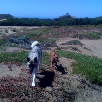 Paws by the Sea - Best friends...Kasia and Koko - Dog Walkers Near Me Paws by the Sea - Best friends...Kasia and Koko - Dog Walkers Near Me