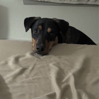 Help a Dog Smile - Pet Adoption Near Me - Phoenix, Arizona Help a Dog Smile - Pet Adoption Near Me - Phoenix, Arizona
