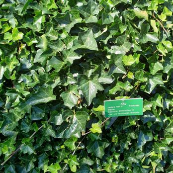 Botanischer Garten Augsburg - Efeu - Botanical Gardens Near Me - Augsburg, BY