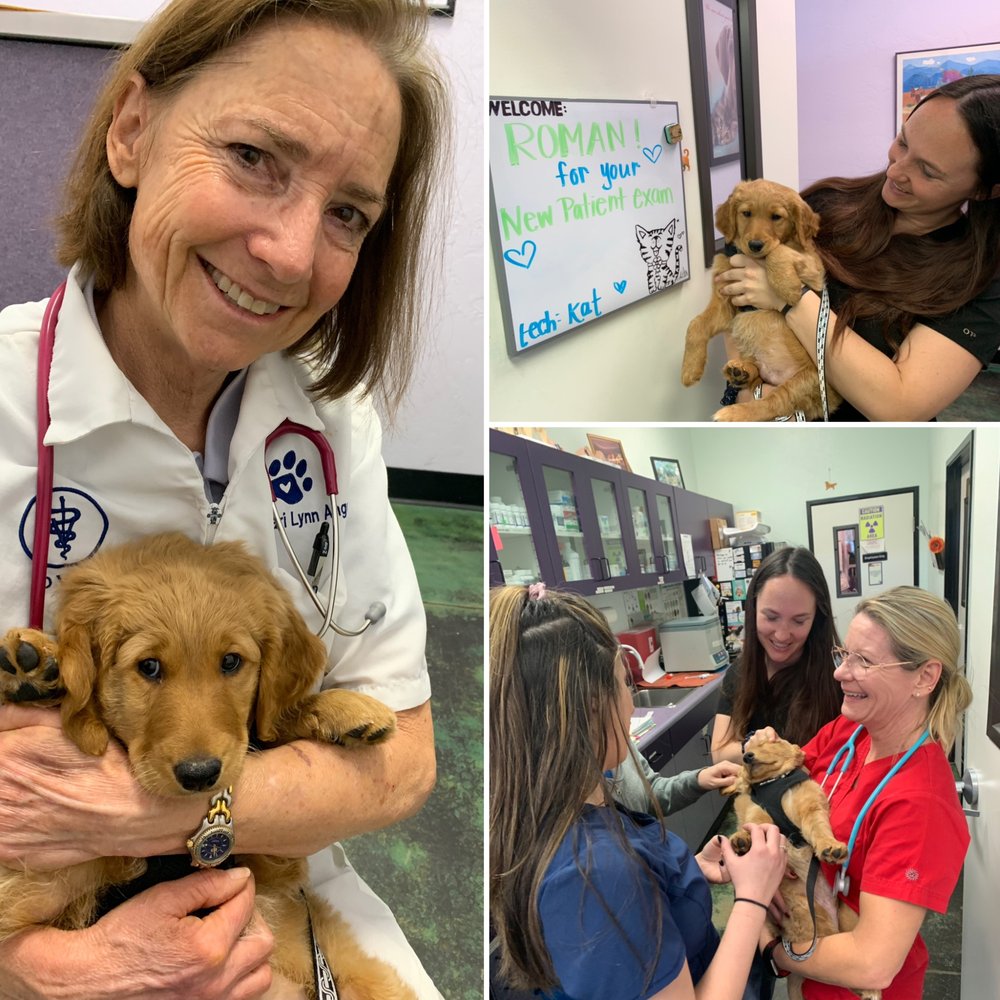 ANIMAL HOSPITAL AT TATUM RANCH 15 Photos & 11 Reviews 29605 N Cave