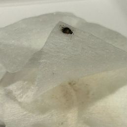 Baby roaches