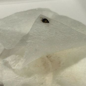 Night Owl Cookies - Baby roaches - Desserts Near Me - Miami, Florida