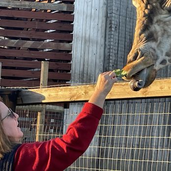 B Bryan Preserve - Giraffes like lettuce/ who knew?? Gentle and curious! - Tours Near Me - Point Arena, California
