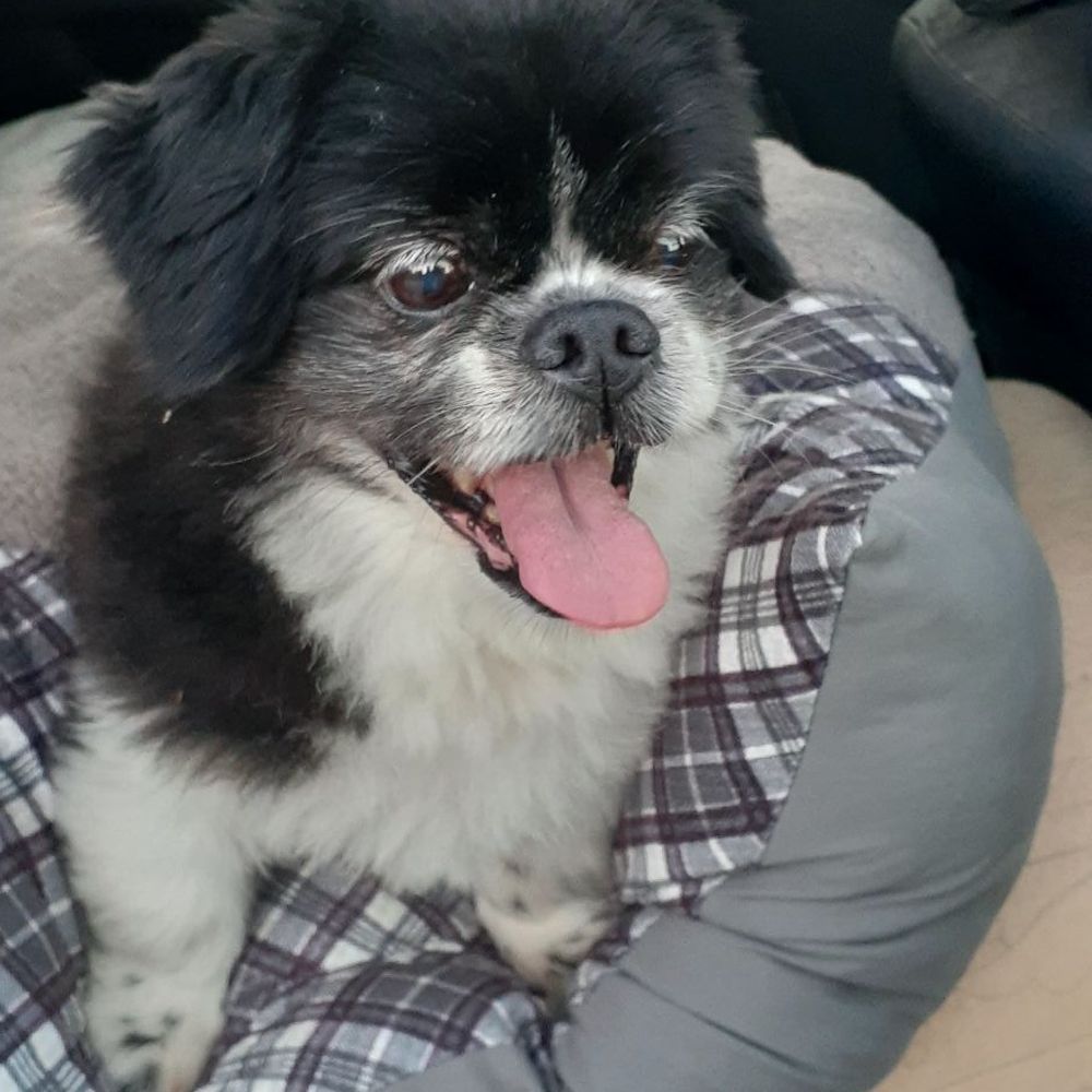 Dog In Suds Grooming - Happy Bei Bei after his hair cut! - Pet Groomers Near Me - Chicago, Illinois Dog In Suds Grooming - Happy Bei Bei after his hair cut! - Pet Groomers Near Me - Chicago, Illinois