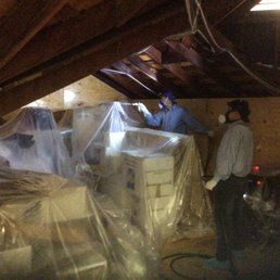 Application in attic for termites Application in attic for termites
