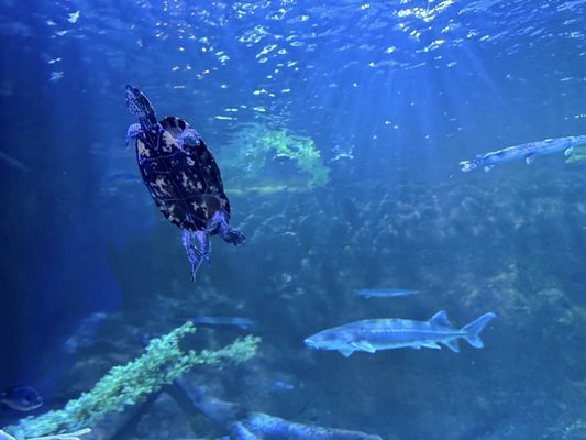 SEA LIFE at Mall of America by null