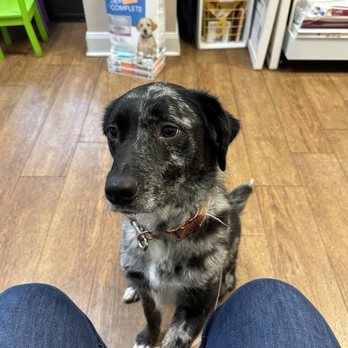 VCA Arbor Animal Hospital - Veterinarians Near Me - Austin, Texas VCA Arbor Animal Hospital - Veterinarians Near Me - Austin, Texas