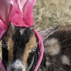 P's Mobile Petting Zoo
