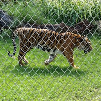 Honolulu Zoo - Tiger - Zoos Near Me - Honolulu, Hawaii