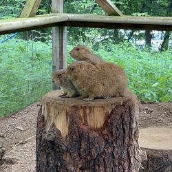 Claws 'N' Paws Animal Park