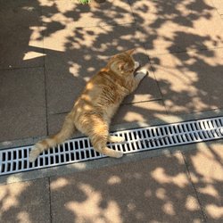 RAPS Cat Sanctuary