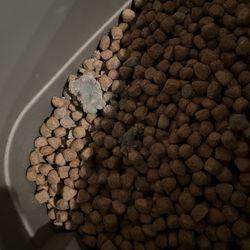 Tractor Supply - Mold