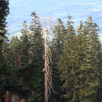 Mount Pilchuck State Park - Some places you can find a cell tower that looks like a tree . Here on the other hand   ... - Hiking Near Me