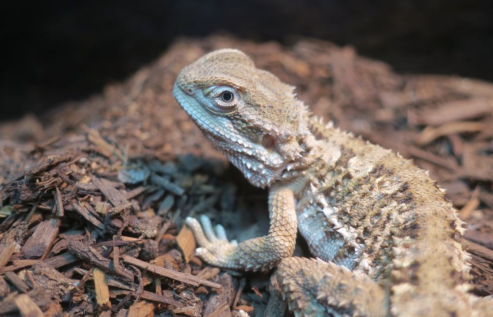 LLLReptile & Supply- Henderson - reptile breeding in Henderson, NV