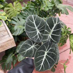 Alocasia Black Velvet Alocasia Black Velvet