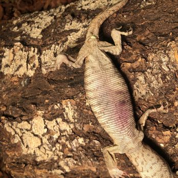 Petco - Sick lizard they sold. - Pet Stores Near Me - Fayetteville, Arkansas Petco - Sick lizard they sold. - Pet Stores Near Me - Fayetteville, Arkansas