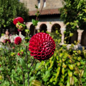 The Met Cloisters - Flowers in the garden (sept 2025) - Art Museums Near Me - New York, New York The Met Cloisters - Flowers in the garden (sept 2025) - Art Museums Near Me - New York, New York