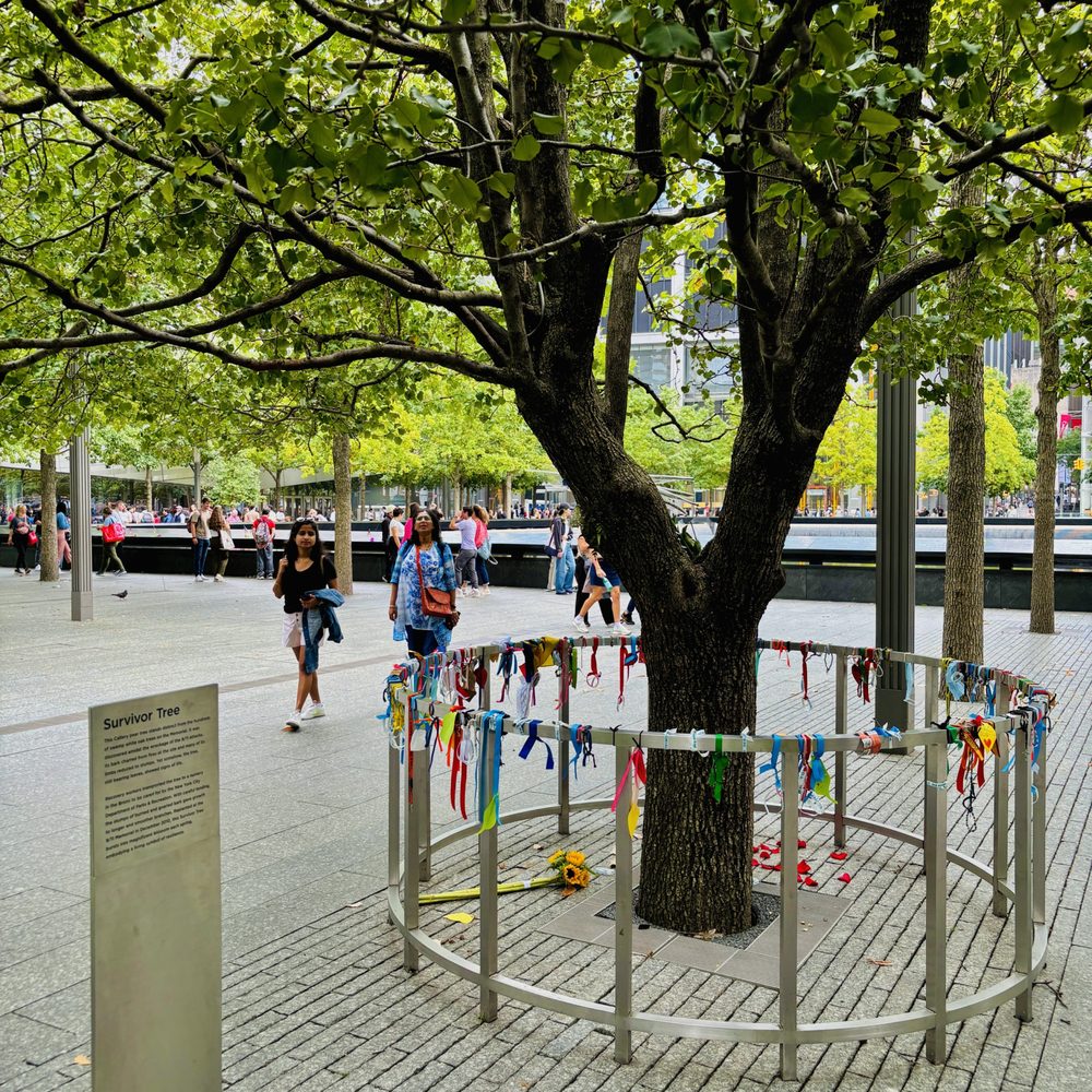 survivor tree - Survivor Tree_NYC_Yelp_Sanju-4 - Local Flavor Near Me survivor tree - Survivor Tree_NYC_Yelp_Sanju-4 - Local Flavor Near Me
