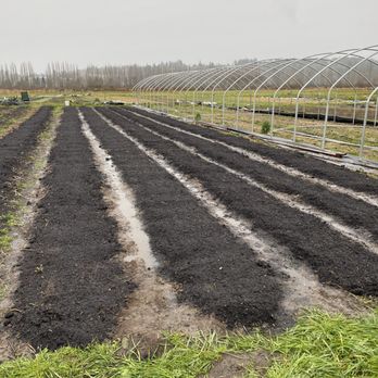 SnoValley Gardens - a row of rows of crops - CSA Near Me - Redmond, Washington SnoValley Gardens - a row of rows of crops - CSA Near Me - Redmond, Washington