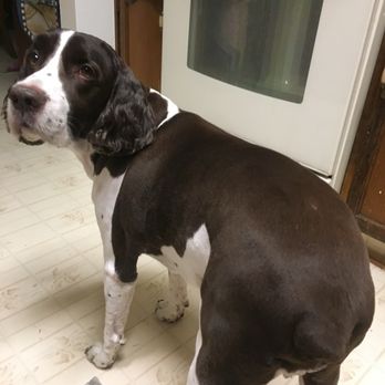 Jackie's Dog Grooming - Pet Groomers Near Me - Manteca, California Jackie's Dog Grooming - Pet Groomers Near Me - Manteca, California