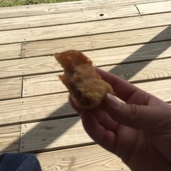Steele Orchard - Delicious mostly eaten fried apple pie