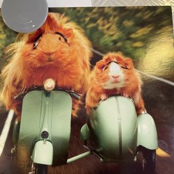 Cinnamon Alley - Postcard on display -- guinea pigs