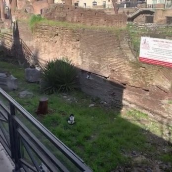 Torre Argentina - Cat at the cat shelter - Public Plazas Near Me - Rome, RM Torre Argentina - Cat at the cat shelter - Public Plazas Near Me - Rome, RM
