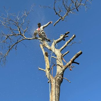 The Great Tree - Tree Services Near Me - San Antonio, Texas The Great Tree - Tree Services Near Me - San Antonio, Texas