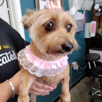 Rokos - Pet Groomers Near Me - Humble, Texas