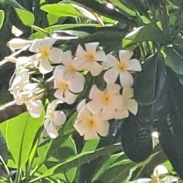 Hawaii flower Hawaii flower