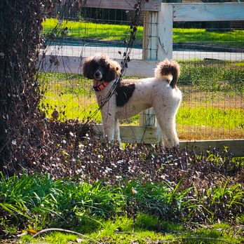 Barks 'n Bobbers Pet Care - Pet Sitting Near Me - Weimar, Texas Barks 'n Bobbers Pet Care - Pet Sitting Near Me - Weimar, Texas