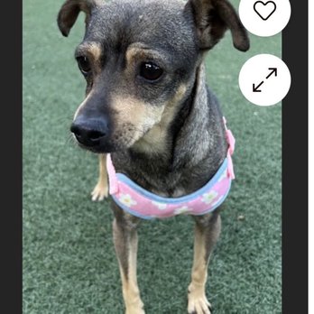 Miracle Dog Rescue - Pet Adoption Near Me - Bell Gardens, California Miracle Dog Rescue - Pet Adoption Near Me - Bell Gardens, California