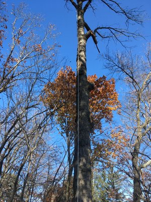 Commercial Tree Removal - Chestnut Oak removal from a local business in Harrisonburg/Rockingham, VA. Commercial Tree Removal - Chestnut Oak removal from a local business in Harrisonburg/Rockingham, VA.