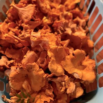 Langlois - Chanterelles from louisiana- wild foraged - Cooking Classes Near Me - New Orleans, Louisiana Langlois - Chanterelles from louisiana- wild foraged - Cooking Classes Near Me - New Orleans, Louisiana