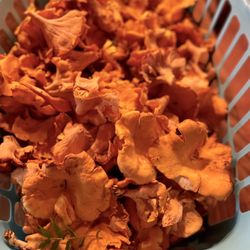 Langlois - Chanterelles from louisiana- wild foraged