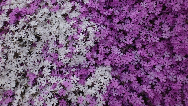 Higashimokoto Shibazakura Park by null