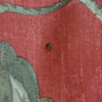 Pacific Express Inn - This is one of many many bedbugs that are crawling on and in the bedsheets, and all over the floor - Hotels Near Me - Merced, California